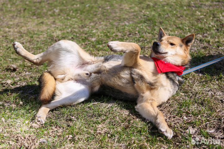 Феникс мечтает стать нужным