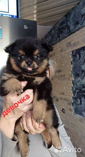 Щенки шпица