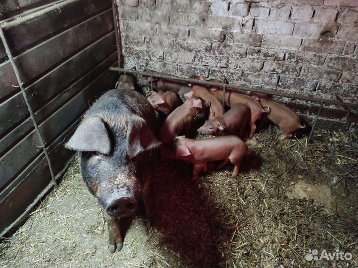 Поросята 