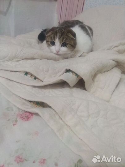 Кошка