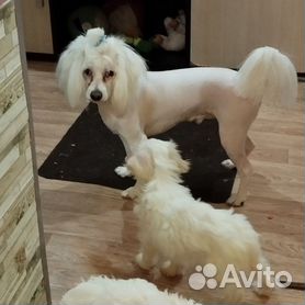Собаки и щенки Китайской хохлатой в Санкт-Петербурге, купить породистую собаку недорого