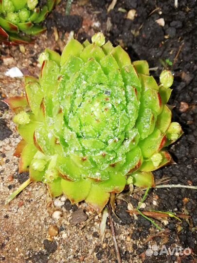 Суккулент молодило шароносное