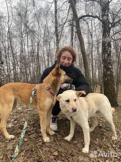 Добрый Сахарок ищет дом