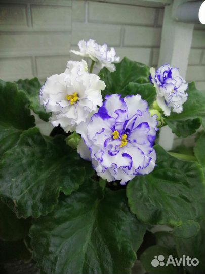 Набор листьев фиалки. Набор № 2