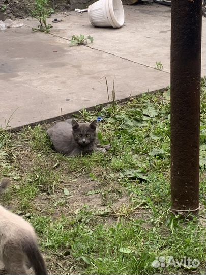 Отдам в хорошие руки бесплатно