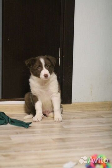 Щенки бордер колли