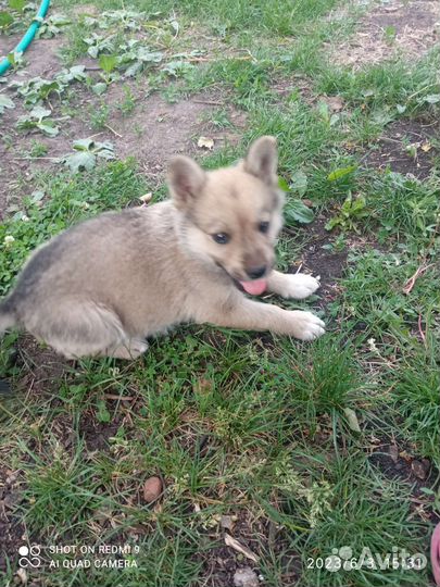 Щенок в добрые руки