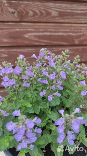 Котовник Фассени 