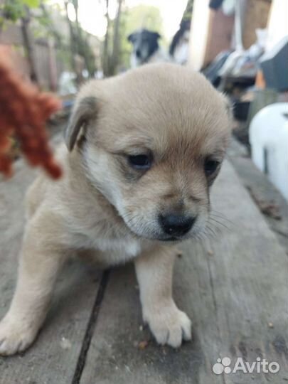 Собаки бесплатно