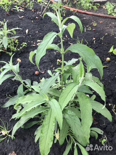 Буддлея давида видовая розовая