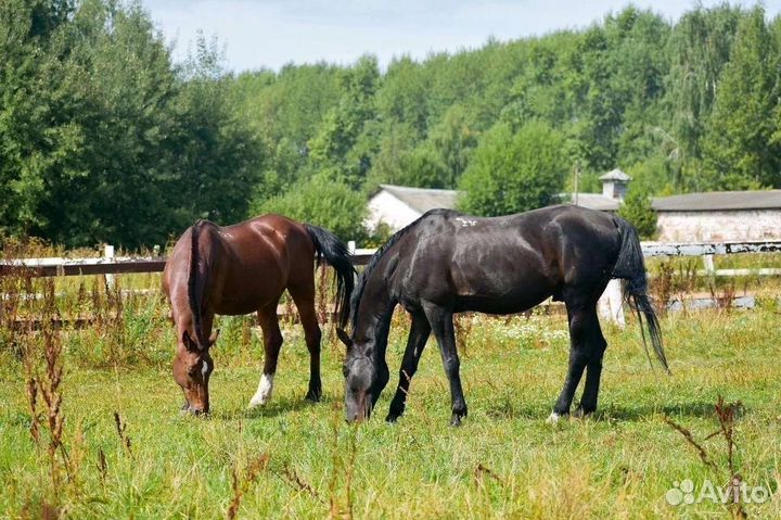 Аренда денников (постой)