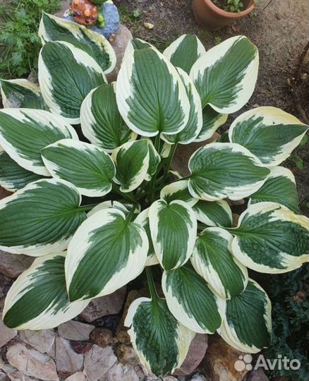 Хоста растение