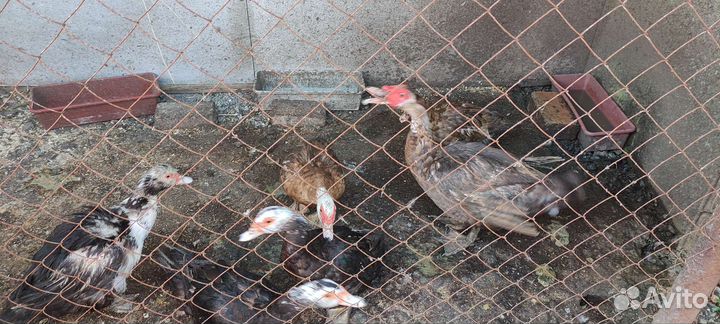 Гуси, утки, индюки