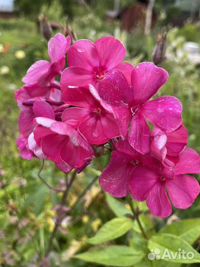 Лилейник гибридный Дэвид Кирхофф