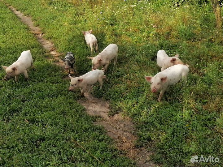 Продам поросят