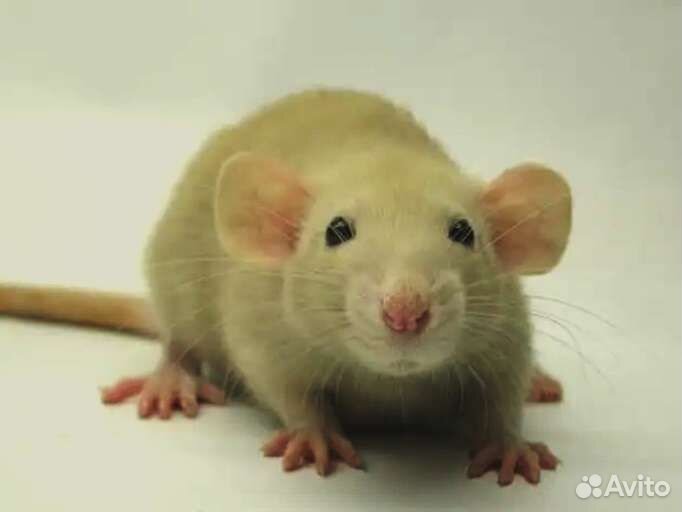 Крыски дамбо