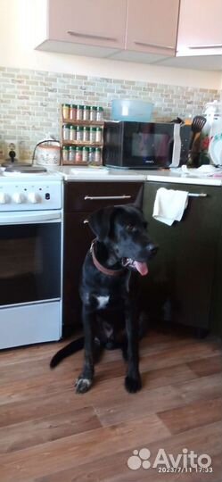 Восточноевропейская овчарка метис