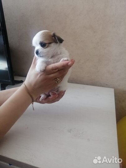 Щенки чихуахуа