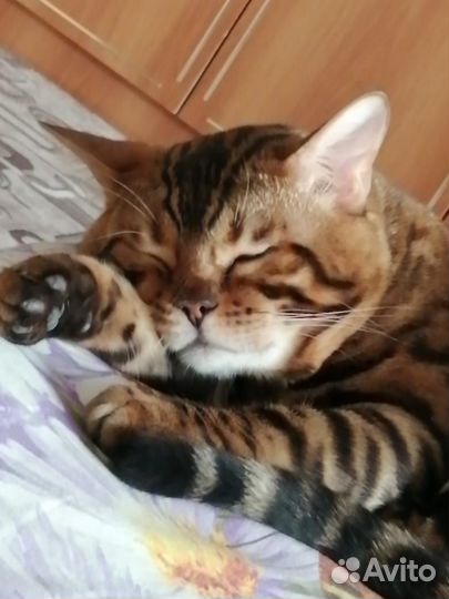 Бенгальский кот на вязку