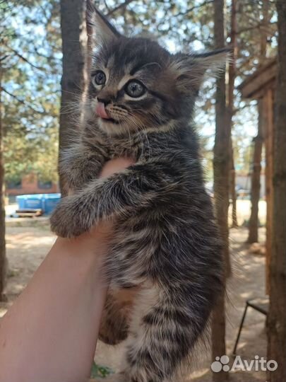 Котенок в дар