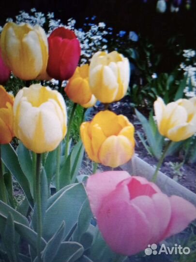 Луковицы тюльпанов