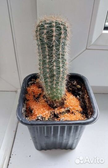 Кактусы разные