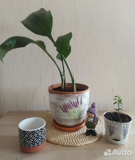 Эухариус (Амазонская лилия) в горшке 5,5 литра