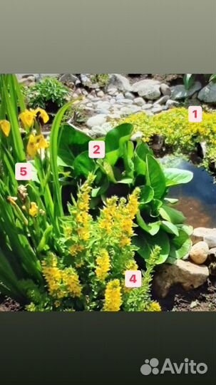 Набор готовая клумба