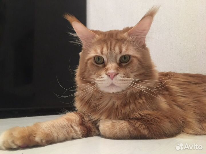 Кот на вязку Мейн-кун