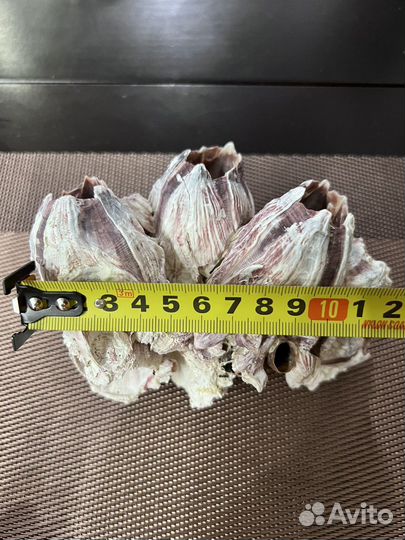 Коралл и камни