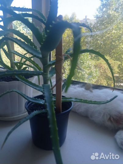 Алоэ лечебный, древовидный