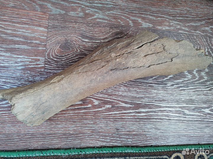 Кость мамонта