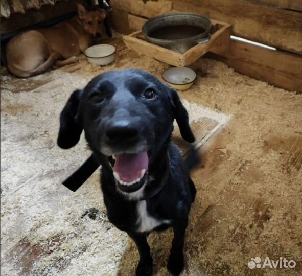 Собака в добрые руки