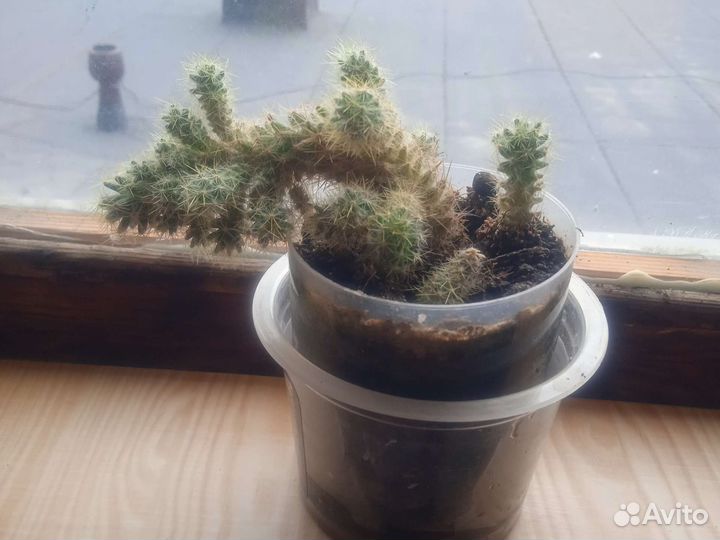 Кактус
