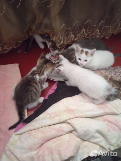 Котята в добрые руки