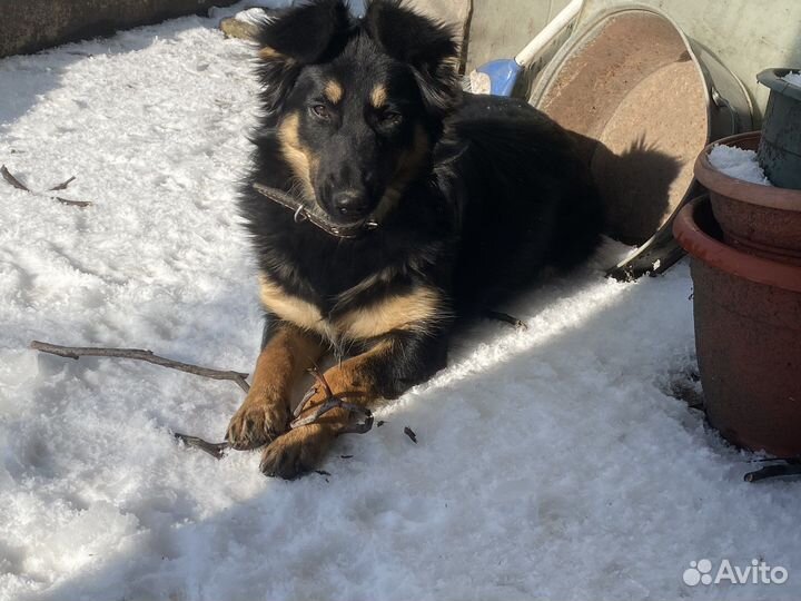 Щенок в добрые руки