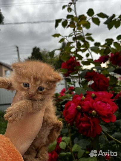 Пушистая кошечка в добрые руки