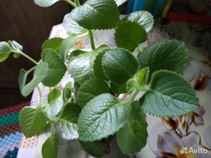 Домашняя мята