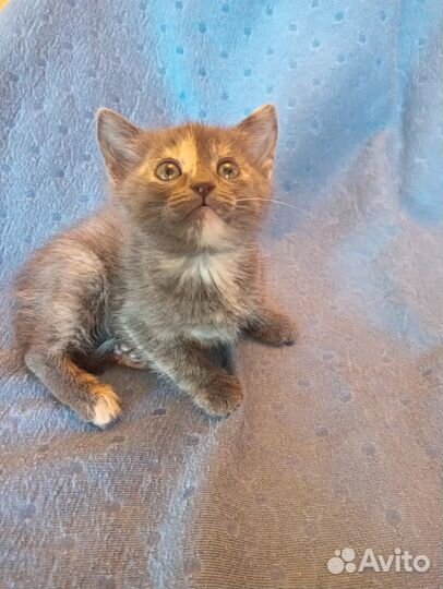 Куколка Котенок Шейла ищет мам и пап