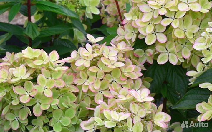 Гортензия Пастельгрин