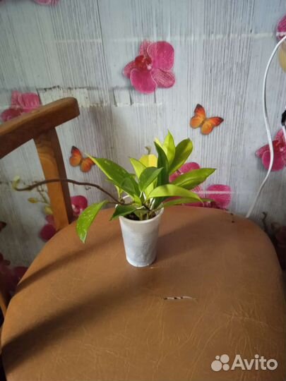 Хойя публикалис