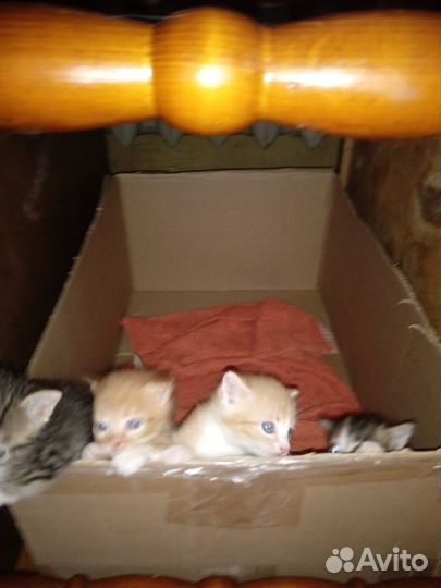 Котята в добрые руки