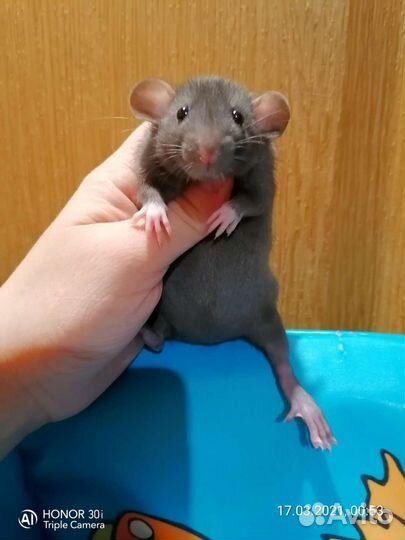 Крыса Крысята с клеткой стартовый набор