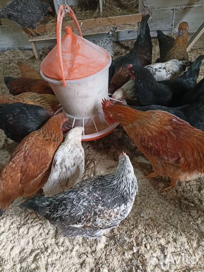 Молодые петухи