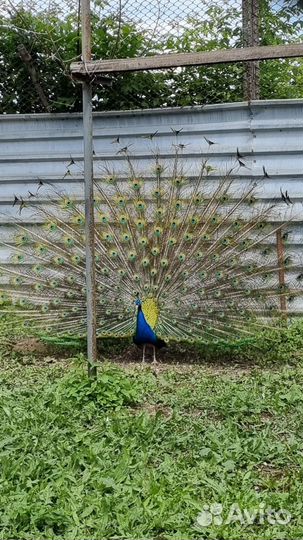 Индийский павлин