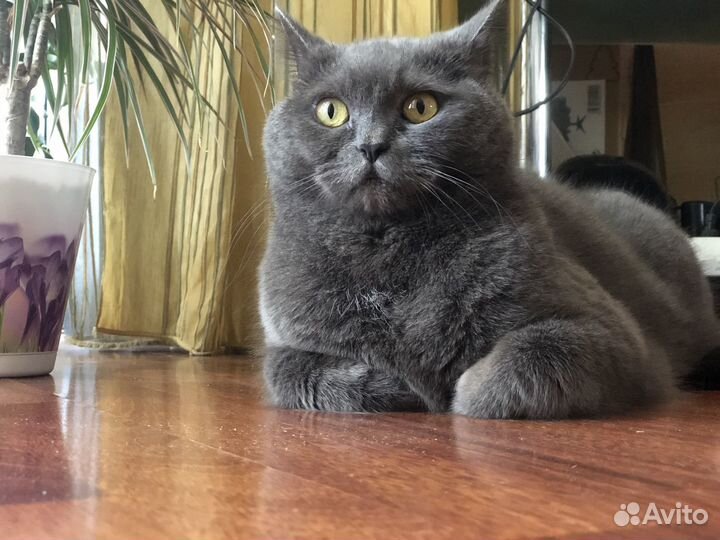 Британец шарлотанец