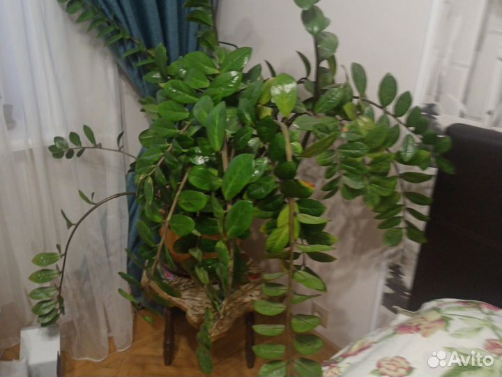 Комнатные растения цветы большие