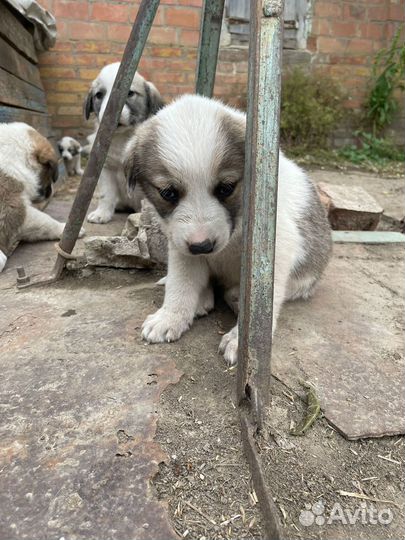 Щенки Среднеазиатская овчарка Алабай Сао