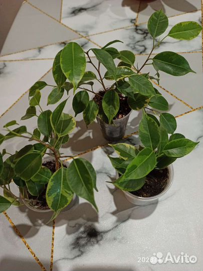 Комнатные растения