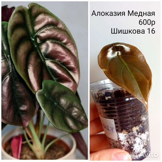 Церопегия, Алоказия, Кротон, Фикус